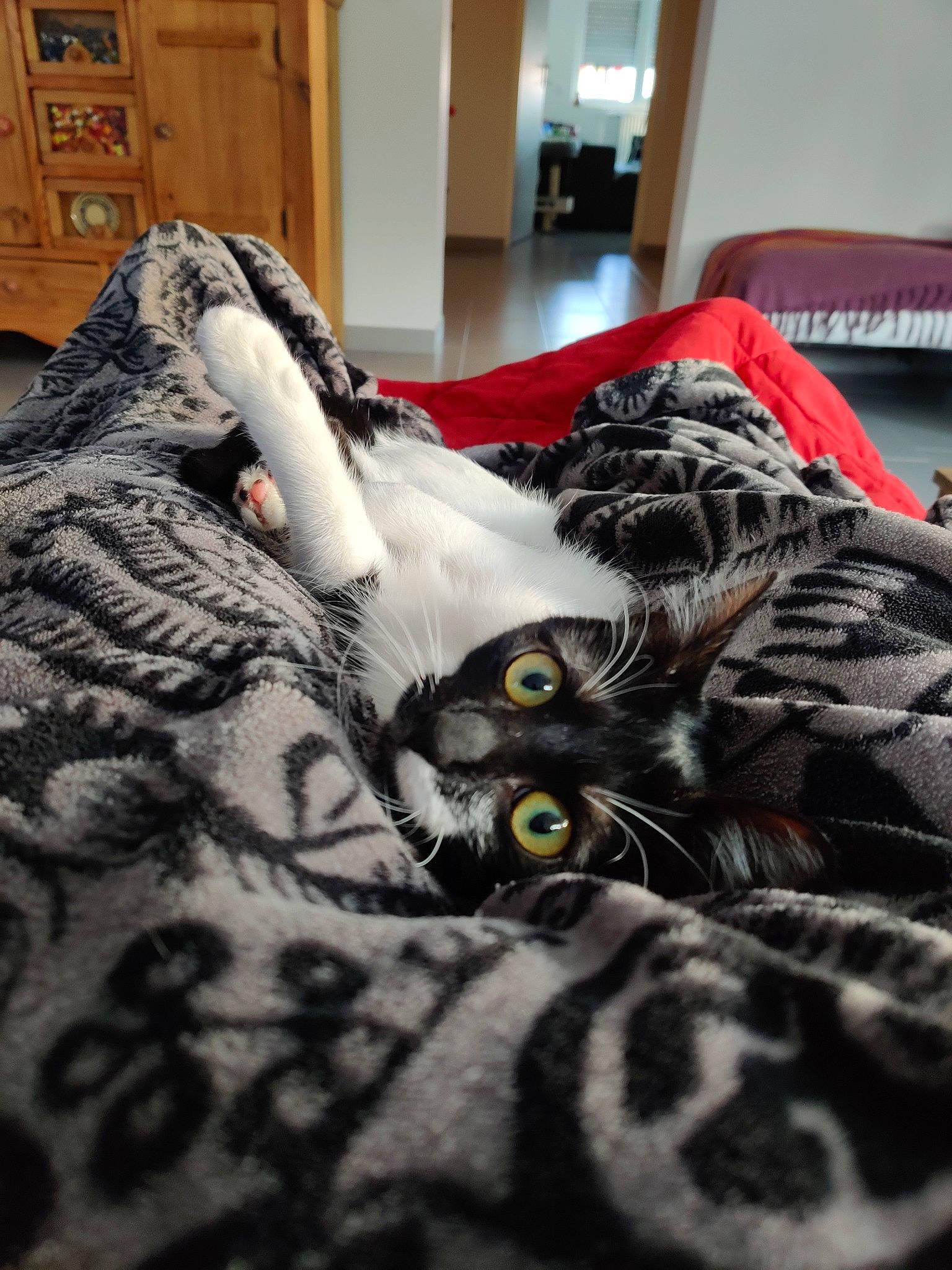 Pin Up participe au concours pour gagner de l'argent avec cette photo : american_shorthair, bed_sheet, blanket, carnivore, cat, egyptian_mau, european_shorthair, felidae, fur, kitten, linens, room, small_to_medium_sized_cats, tabby_cat, textile, whiskers