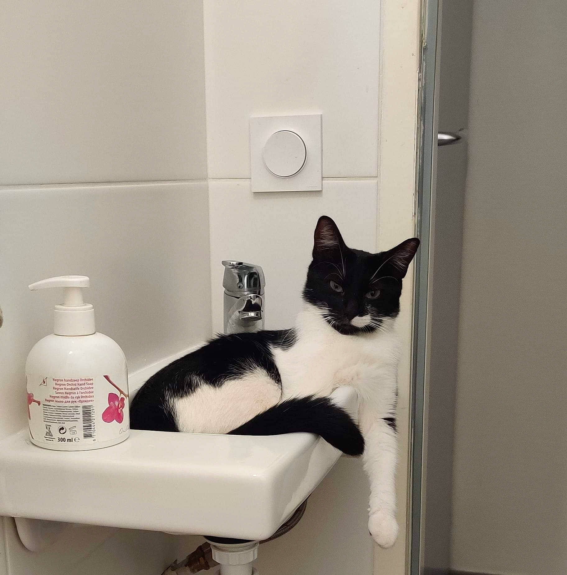 Pin Up participe au concours pour gagner de l'argent avec cette photo : cabinetry, carnivore, cat, cat_supply, comfort, cosmetics, door, eyelash, felidae, household_supply, interior_design, liquid, mammal, pet_supply, room, shelf, shelving, small_to_medium_sized_cats, whiskers, white