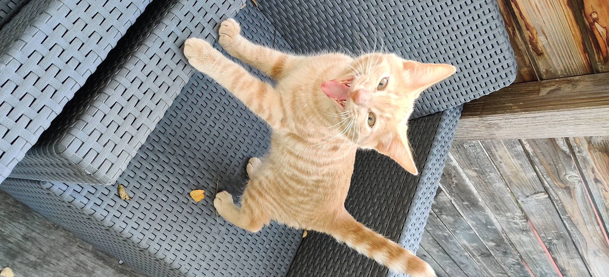 Kikou a rejoint le concours — aidez-le/la à gagner de superbes lots ! carnivore, cat, claw, domestic_short_haired_cat, eye, fawn, felidae, foot, fur, gesture, leg, pattern, paw, small_to_medium_sized_cats, snout, tail, thread, whiskers, wood, wool