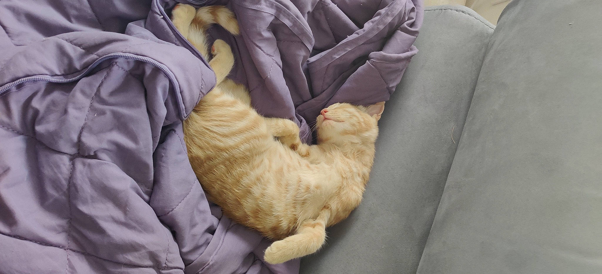 Kikou a rejoint le concours — aidez-le/la à gagner de superbes lots ! bedding, blanket, brown, canidae, carnivore, cat, comfort, companion_dog, dog_breed, duvet, fawn, felidae, fur, linens, nap, paw, sleep, small_to_medium_sized_cats, sporting_group, tail