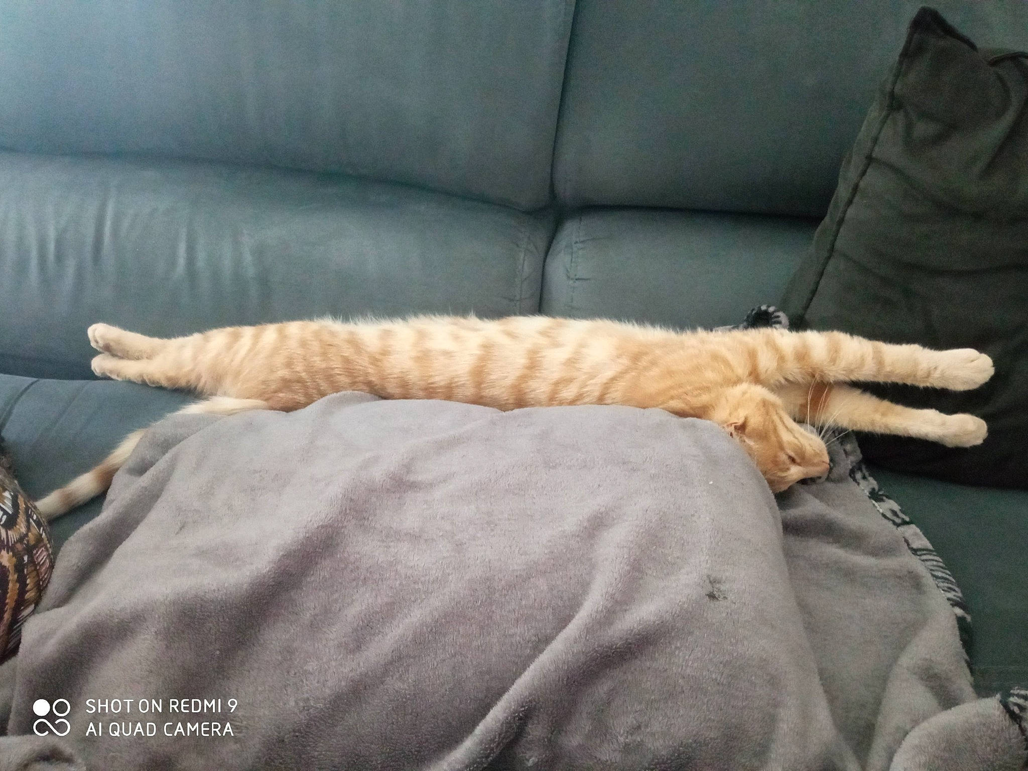 Kikou a rejoint le concours — aidez-le/la à gagner de superbes lots ! carnivore, cat, comfort, couch, domestic_short_haired_cat, duvet, fawn, felidae, flooring, fur, hardwood, linens, nap, paw, room, small_to_medium_sized_cats, tail, terrestrial_animal, whiskers, wood