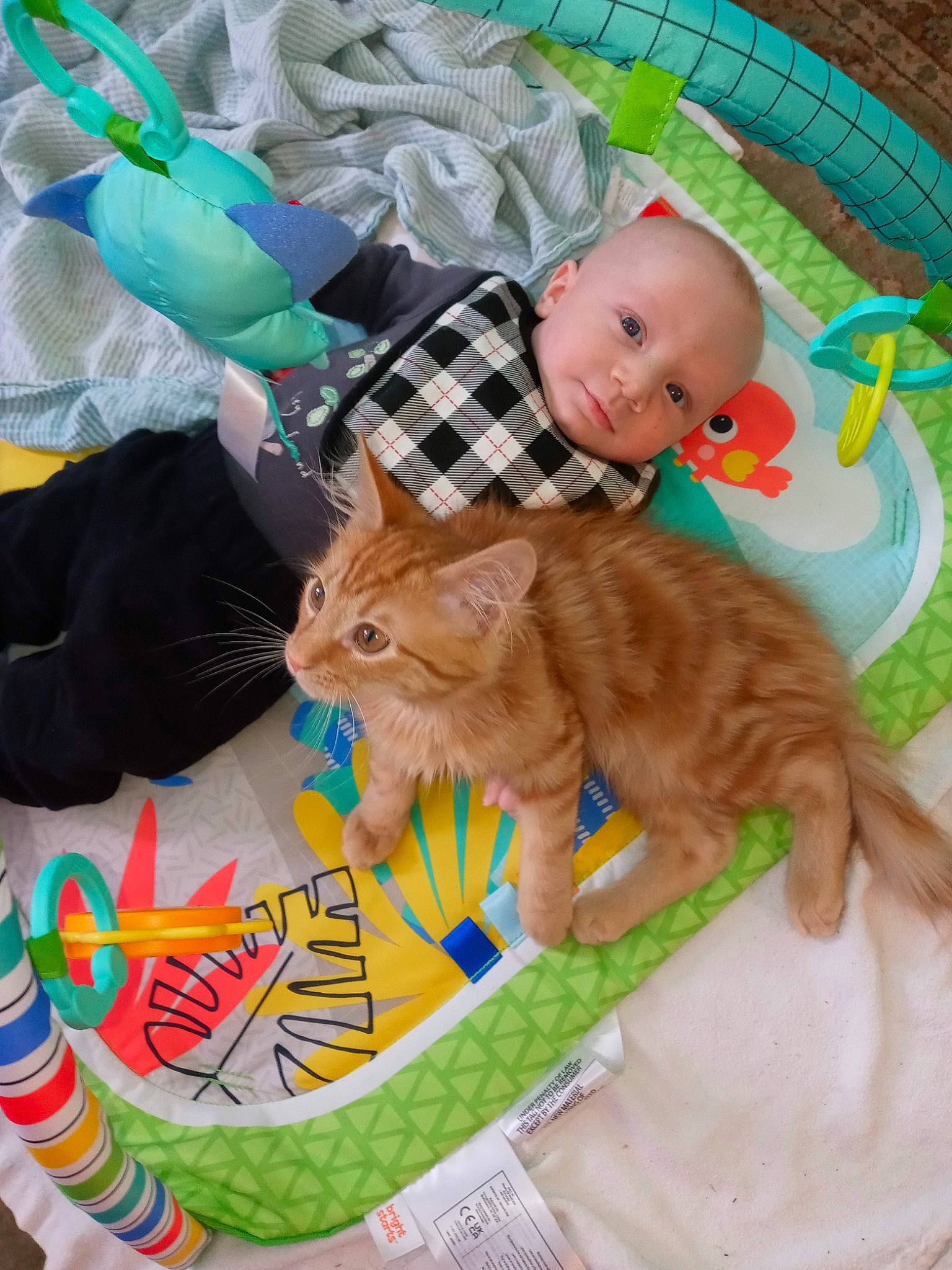 Logan joined the competition — help win amazing prizes! baby, carnivore, cat, child, comfort, domestic_short_haired_cat, fawn, felidae, fur, grass, green, lap, linens, mammal, person, sitting, small_to_medium_sized_cats, tail, textile, toddler