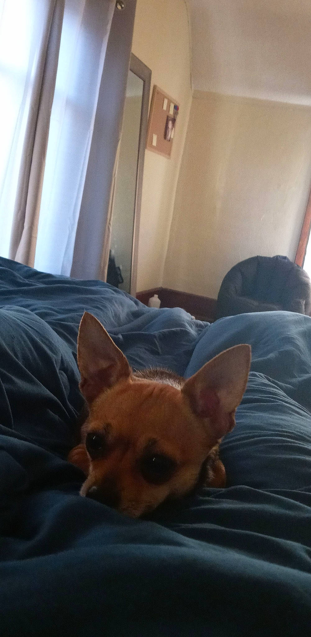 Chloe is registered to the contest to win money with this photo: bed, canidae, carnivore, comfort, companion_dog, dog, dog_breed, ear, eye, fawn, fur, furniture, linens, room, snout, sporting_group, tail, toy_dog, whiskers, working_animal