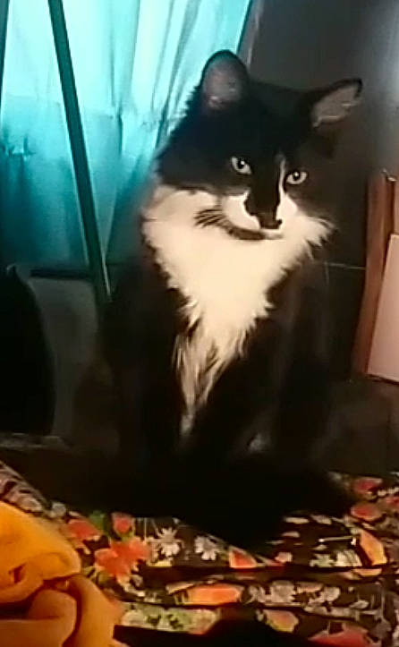 Pirate is registered to the contest to win money with this photo: black_cat, carnivore, cat, claw, comfort, domestic_short_haired_cat, felidae, flooring, formal_wear, fur, paper_towel, room, sky, small_to_medium_sized_cats, snapshot, snout, tail, whiskers, window, wood