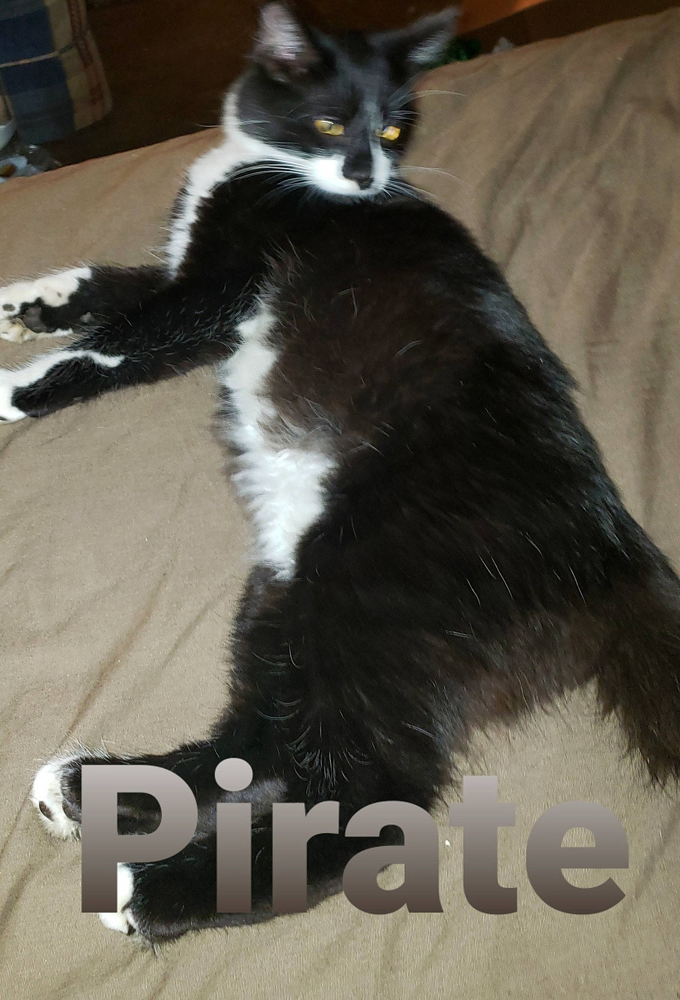 Pirate is registered to the contest to win money with this photo: advertising, carnivore, cat, claw, domestic_short_haired_cat, event, felidae, flooring, font, formal_wear, fur, paw, photo_caption, small_to_medium_sized_cats, snout, tail, terrestrial_animal, whiskers
