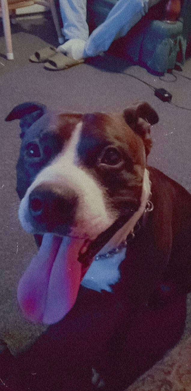 Aries joined the competition — help win amazing prizes! ancient_dog_breeds, art, canidae, carnivore, collar, companion_dog, dog, dog_breed, dog_collar, fawn, fur, painting, puppy_love, selfie, sky, snout, sporting_group, square, whiskers, working_animal