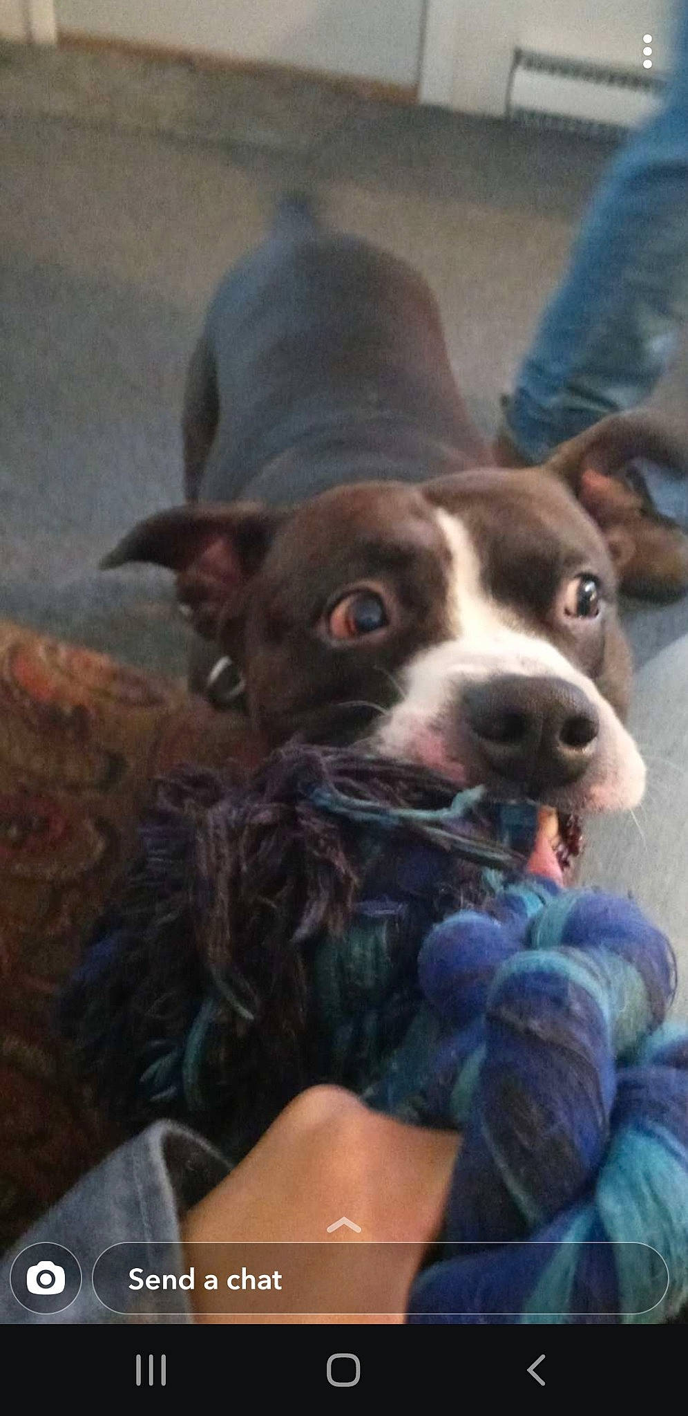 Aries joined the competition — help win amazing prizes! art, carnivore, companion_dog, dog, dog_breed, fur, guard_dog, herding_dog, liver, non_sporting_group, puppy_love, whiskers, working_animal, working_dog