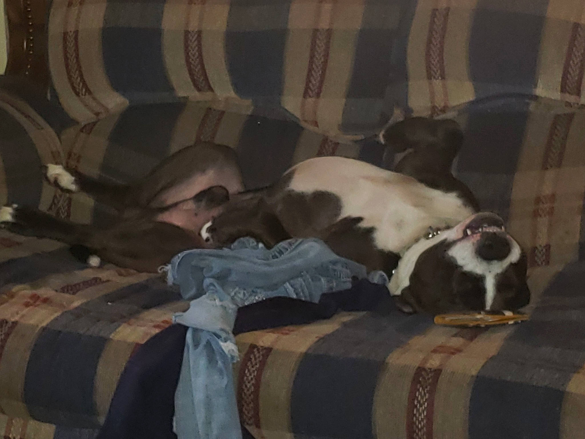 Aries joined the competition — help win amazing prizes! bedding, canidae, carnivore, comfort, companion_dog, couch, dog, dog_breed, fawn, felidae, fur, grey, linens, nap, sitting, small_to_medium_sized_cats, snout, sporting_group, sunglasses, whiskers