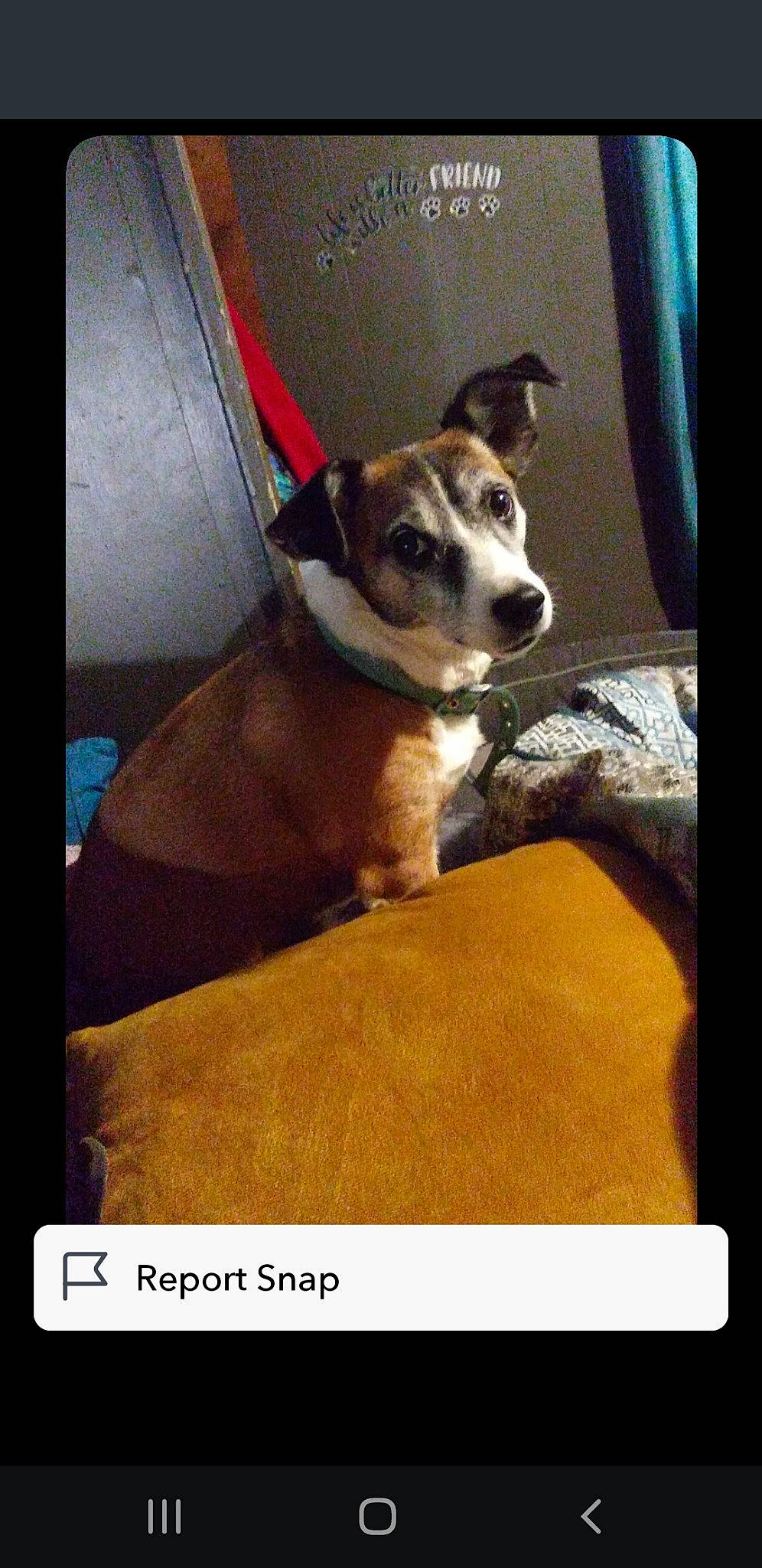 Scooter is registered to the contest to win money with this photo: canidae, carnivore, chair, collar, comfort, companion_dog, couch, dog, dog_breed, fawn, flooring, fur, paw, photo_caption, rectangle, snout, sporting_group, square, terrestrial_animal, whiskers