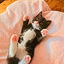 kitten, cat, black_and_white, tuxedo_cat, pink_paw_pads, fluffy_blanket, soft_texture, cute, pet, animal, indoor, wooden_floor, relaxed, lying_down, young, small, feline, whiskers, ears, wide_eyes
