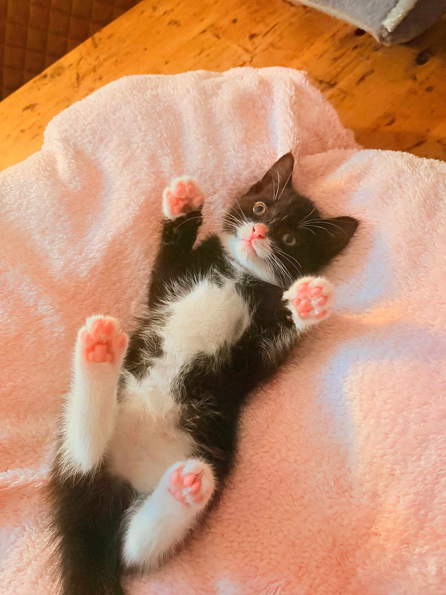 Mabel joined the competition — help win amazing prizes! kitten, cat, black_and_white, tuxedo_cat, pink_paw_pads, fluffy_blanket, soft_texture, cute, pet, animal, indoor, wooden_floor, relaxed, lying_down, young, small, feline, whiskers, ears, wide_eyes