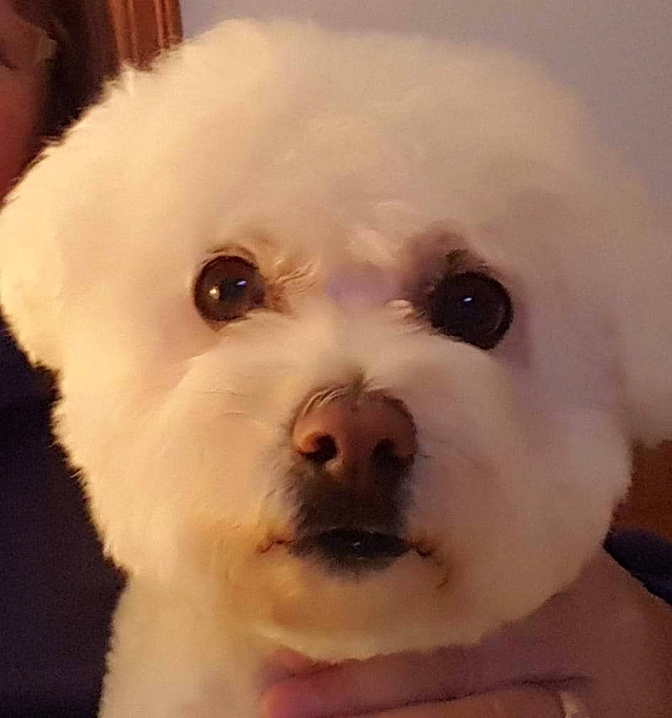 Ozzee is registered to the contest to win money with this photo: bichon, canidae, carnivore, companion_dog, dog, dog_breed, ear, eye, fur, happy, maltepoo, non_sporting_group, nose, poodle, poodle_crossbreed, snout, sporting_group, toy_dog, whiskers, working_animal