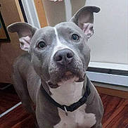 Princess is registered to the contest to win money with this photo: alert, animal, canine, closeup, collar, companion, curious, dog, domestic_animal, ears, floor, house, indoor, looking, muzzle, pet, pitbull, portrait, white_wall, wooden_floor