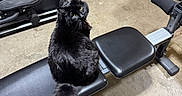 Kona is registered to the contest to win money with this photo: animal, basement, bench, black_cat, cat, concrete_floor, curious, exercise_bench, floor, fur, furniture, garage, gym_equipment, indoor, looking_back, pet, pink_slippers, seat, slippers, tail