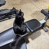 animal, basement, bench, black_cat, cat, concrete_floor, curious, exercise_bench, floor, fur, furniture, garage, gym_equipment, indoor, looking_back, pet, pink_slippers, seat, slippers, tail