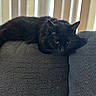 Kona joined the competition — help win amazing prizes! animal, black_cat, cat, couch, cozy, domestic, ears, feline, fur, furniture, home, indoor, pet, relaxing, resting, soft_light, texture, whiskers, window_blinds, yellow_eyes
