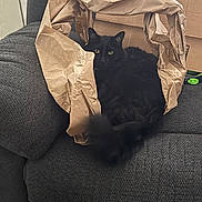 Kona joined the competition — help win amazing prizes! animal, black_cat, brown_paper, cat, couch, cozy, crumpled_paper, curious, cute, domestic, feline, fluffy, furniture, gray_couch, home, indoor, pet, relaxed, resting, yellow_eyes