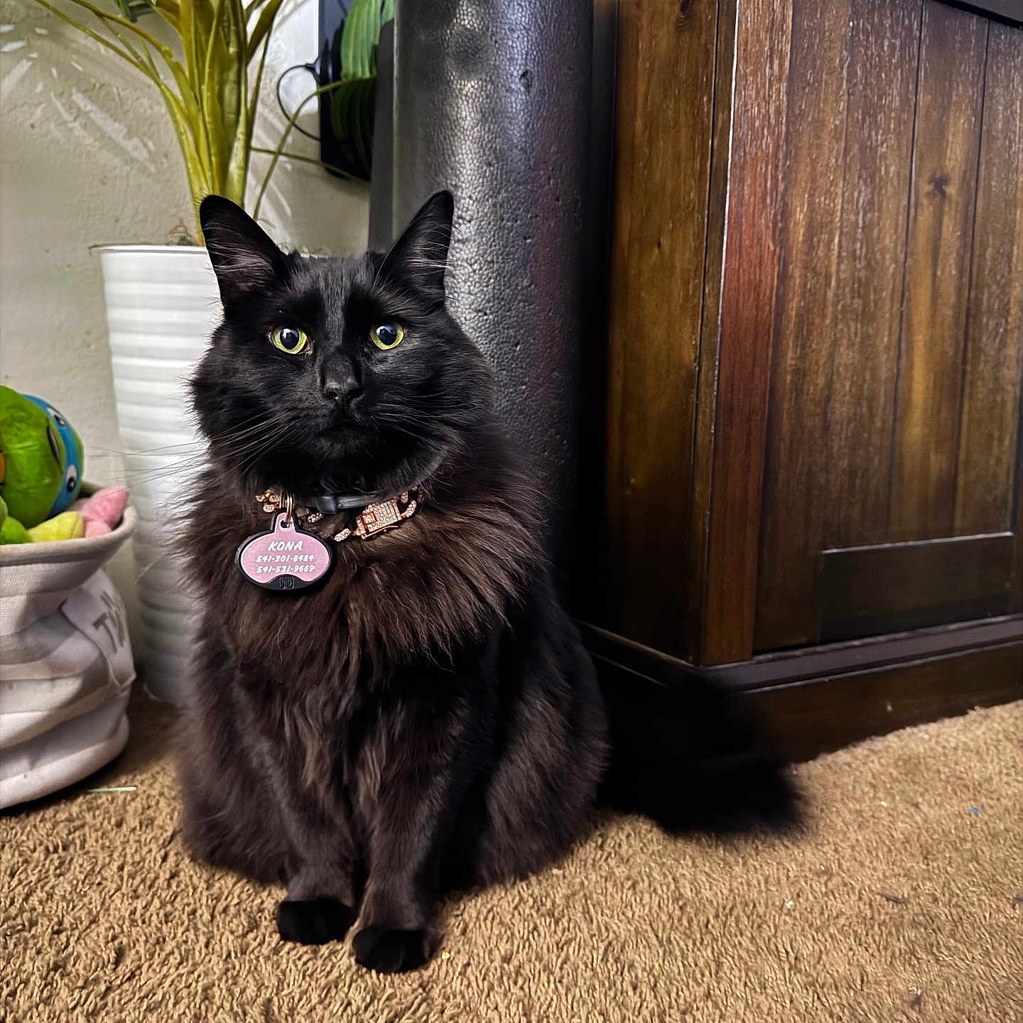 Kona joined the competition — help win amazing prizes! animal, black_cat, carpet, cat, collar, cozy, decoration, domestic, feline, flower_pot, fur, green_leaves, houseplant, indoor, pet, plant, sitting, tag, wooden_cabinet, yellow_eyes