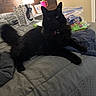 Kona joined the competition — help win amazing prizes! animal, bed, black_cat, blanket, cat, comfort, cozy, fur, furniture, gift_bag, gray, home, indoor, lamp, lying_down, pet, plastic_bag, relaxed, snacks, tail