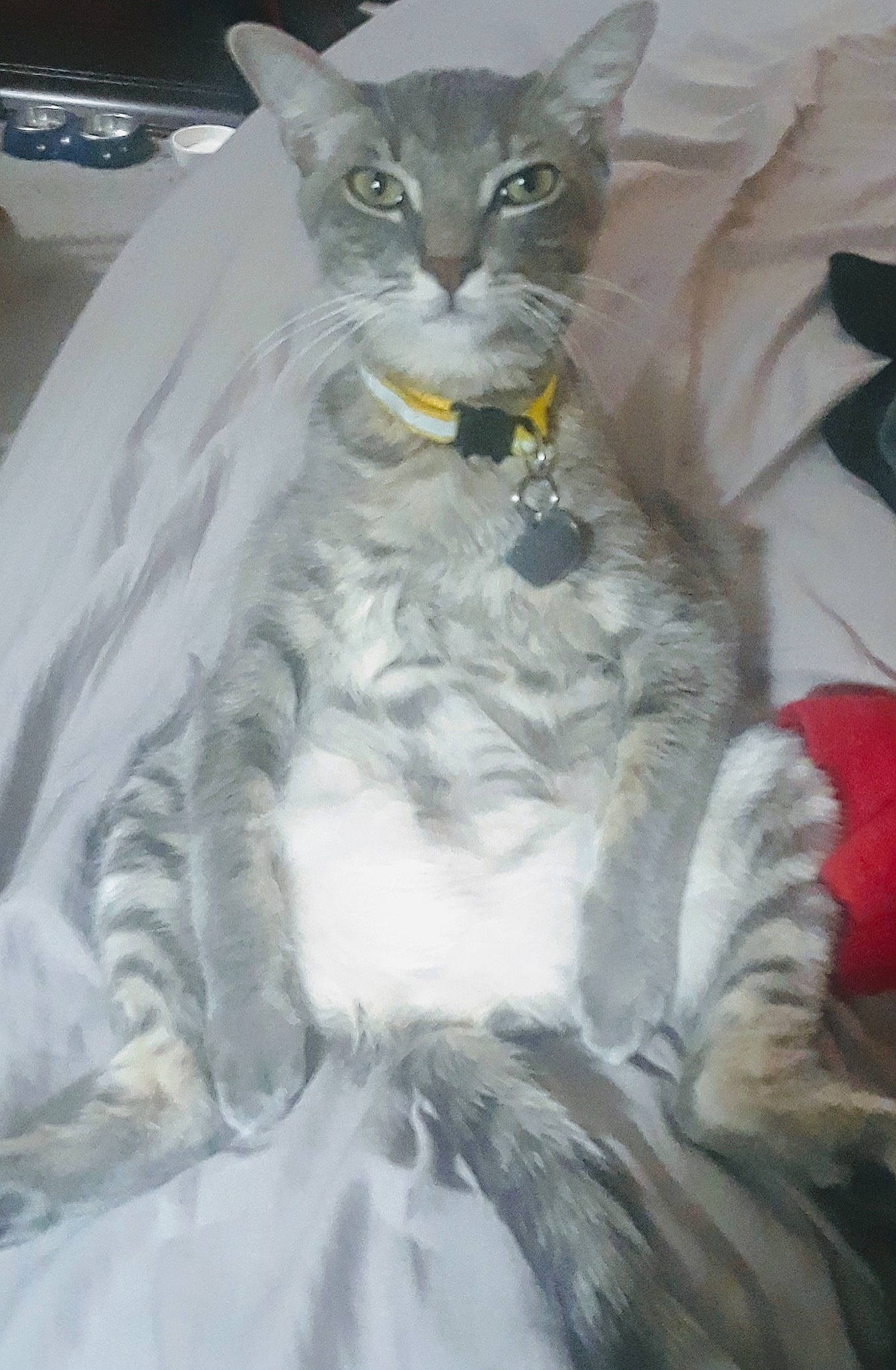 Grayson is registered to the contest to win money with this photo: birman, carnivore, cat, domestic_short_haired_cat, felidae, fur, grey, paw, small_to_medium_sized_cats, tail, terrestrial_animal, whiskers, window