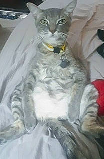 Grayson is registered to the contest to win money with this photo: carnivore, cat, domestic_short_haired_cat, felidae, fur, paw, small_to_medium_sized_cats, terrestrial_animal, whiskers, wildlife