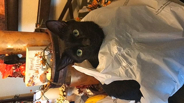 Jinx is registered to the contest to win money with this photo: black_cat, bombay, brown, carmine, carnivore, cat, comfort, domestic_short_haired_cat, event, felidae, fur, room, small_to_medium_sized_cats, tail, whiskers, wood