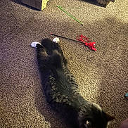 Aurelius is registered to the contest to win money with this photo: animal, black_cat, carpet, cat, cat_toys, cozy, feline, floor, foot, furry, home, indoor, pet, red_toy, relaxed, scratching_pad, stretching, toy_stick, warm_lighting, white_paws