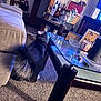 Aurelius joined the competition — help win amazing prizes! animal, basket, blur, carpet, cat, couch, cozy, decor, figurine, furniture, glass_table, home, indoor, lamp, living_room, motion, pet, shelf, table_leg, tail