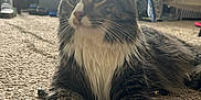 Aurelius joined the competition — help win amazing prizes! animal, bed, blanket, carpet, cat, cozy, domestic, ears, fur, furniture, household_items, indoor, natural_light, pet, relaxed, tabby, whiskers, white_chest, white_paws, window