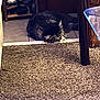 Aurelius joined the competition — help win amazing prizes! animal, carpet, cat, cozy, domestic_animal, feline, floor, fur, home, indoor, pet, quiet, relaxation, resting, shoe_rack, sleeping, sunlight, tabby, tile_floor, wooden_table_leg