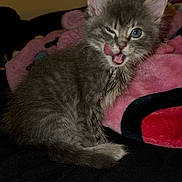 Moon is registered to the contest to win money with this photo: kitten, cat, gray_fur, winking, tongue_out, pet, cute, animal, feline, indoor, blanket, pink, black, cozy, fur, small, young, playful, resting, domestic