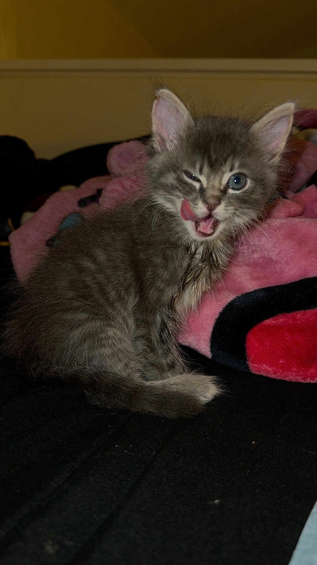 Moon is registered to the contest to win money with this photo: kitten, cat, gray_fur, winking, tongue_out, pet, cute, animal, feline, indoor, blanket, pink, black, cozy, fur, small, young, playful, resting, domestic