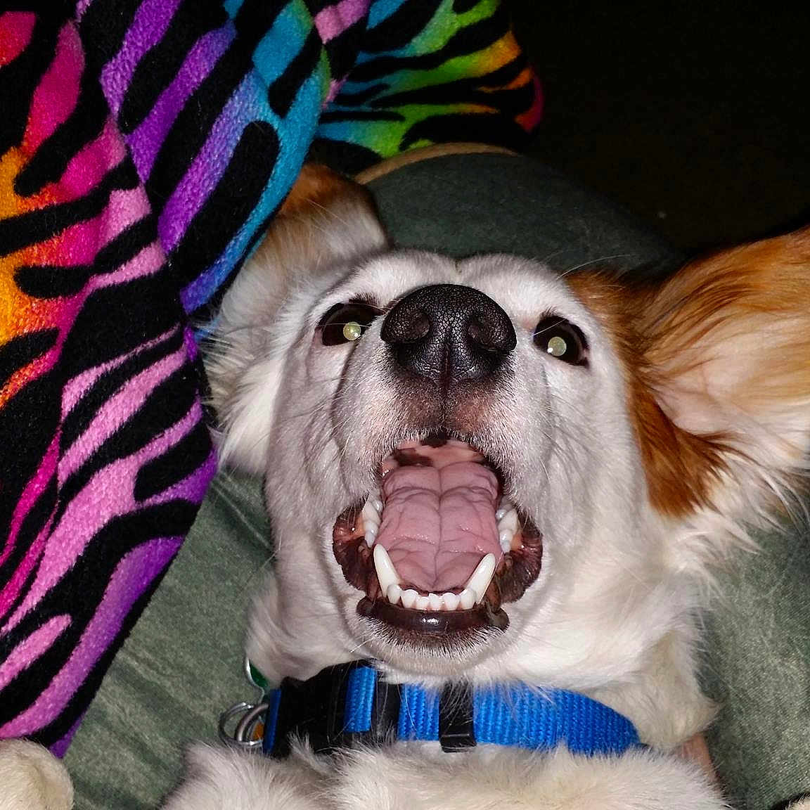 Dandelion is registered to the contest to win money with this photo: canidae, cardigan_welsh_corgi, carnivore, companion_dog, dog, dog_breed, facial_expression, fawn, mammal, nose, pembroke_welsh_corgi, snout, sporting_group, tongue, vertebrate, whiskers, yawn