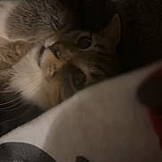Kinako is registered to the contest to win money with this photo: blanket, brown, cat, closeup, couch, cozy, curious, eyes, feline, fur, indoor, kitten, low_light, pet, portrait, relaxed, soft_texture, tabby, upside_down, whiskers