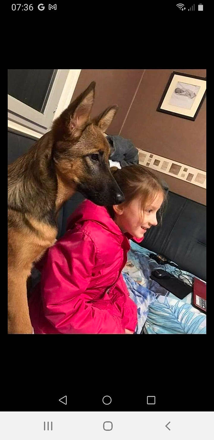 Holligan participe au concours pour gagner de l'argent avec cette photo : canidae, carnivore, companion_dog, dog, dog_breed, ear, east_european_shepherd, fawn, fur, german_shepherd_dog, gesture, guard_dog, happy, herding_dog, king_shepherd, magenta, snout, sporting_group, toddler, working_dog