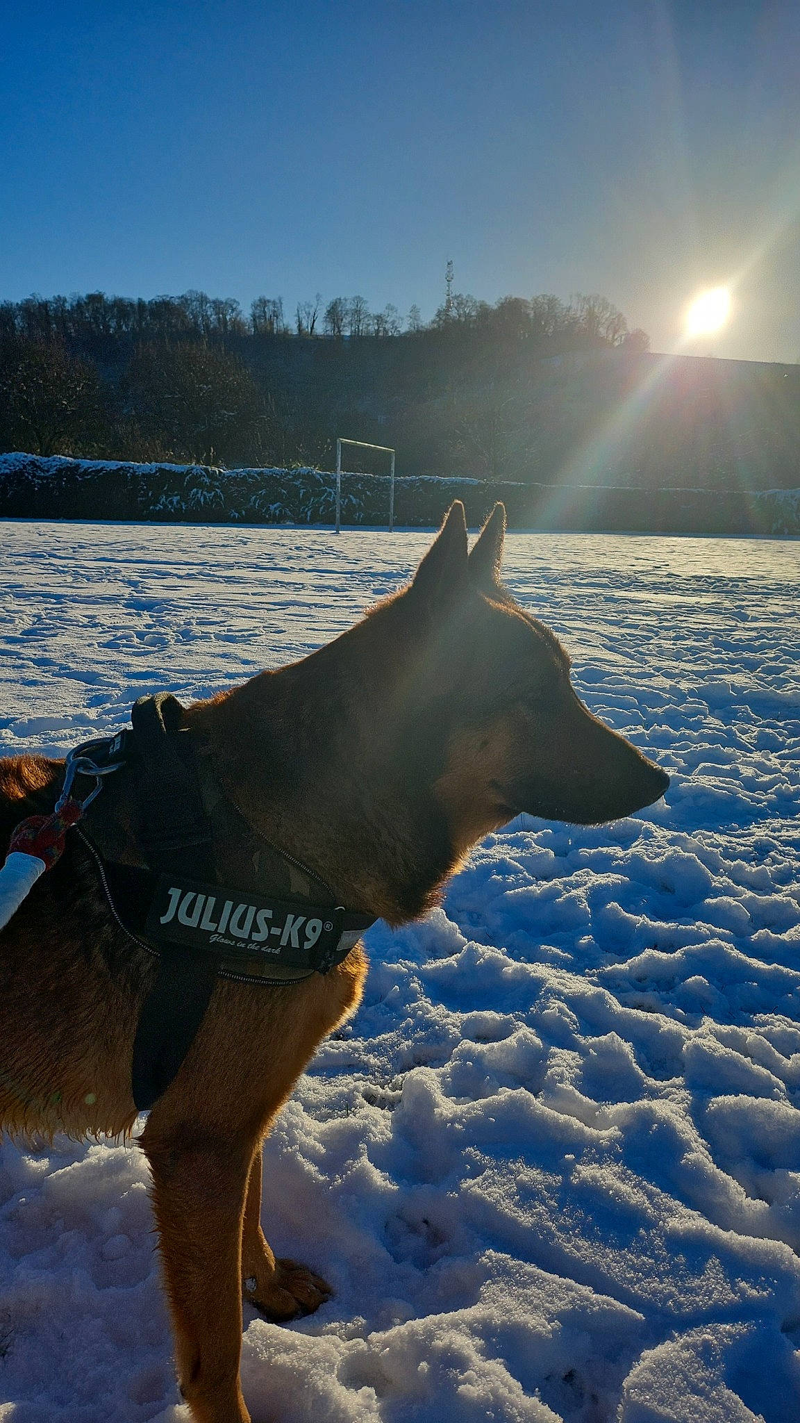 Holligan a rejoint le concours — aidez-le/la à gagner de superbes lots ! body_of_water, canidae, carnivore, dog, dog_breed, freezing, geological_phenomenon, glacial_landform, ice_cap, lens_flare, light, polar_ice_cap, sky, slope, snow, sporting_group, sunlight, water, winter, working_animal