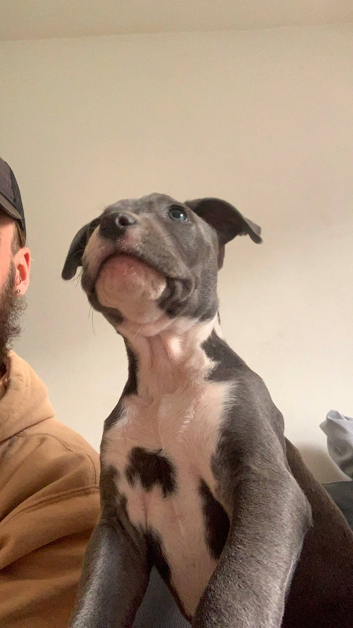 Buk a rejoint le concours — aidez-le/la à gagner de superbes lots ! baseball_cap, beard, canidae, cap, carnivore, companion_dog, dalmatian, dog, dog_breed, fawn, fur, guard_dog, military_camouflage, monochrome_photography, non_sporting_group, snout, sporting_group, whiskers, working_animal, working_dog