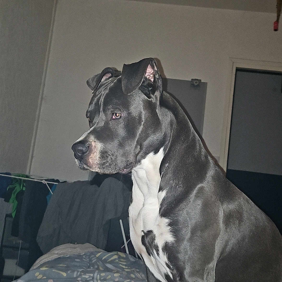 Buk