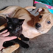 Ivy joined the competition — help win amazing prizes! puppy, kitten, dog, cat, couch, hand, pet, indoor, cozy, snuggling, brown_dog, black_cat, wooden_wall, animal, cute, furry, friendly, domestic_animal, relaxing, companion