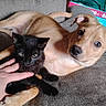 puppy, kitten, dog, cat, couch, hand, pet, indoor, cozy, snuggling, brown_dog, black_cat, wooden_wall, animal, cute, furry, friendly, domestic_animal, relaxing, companion