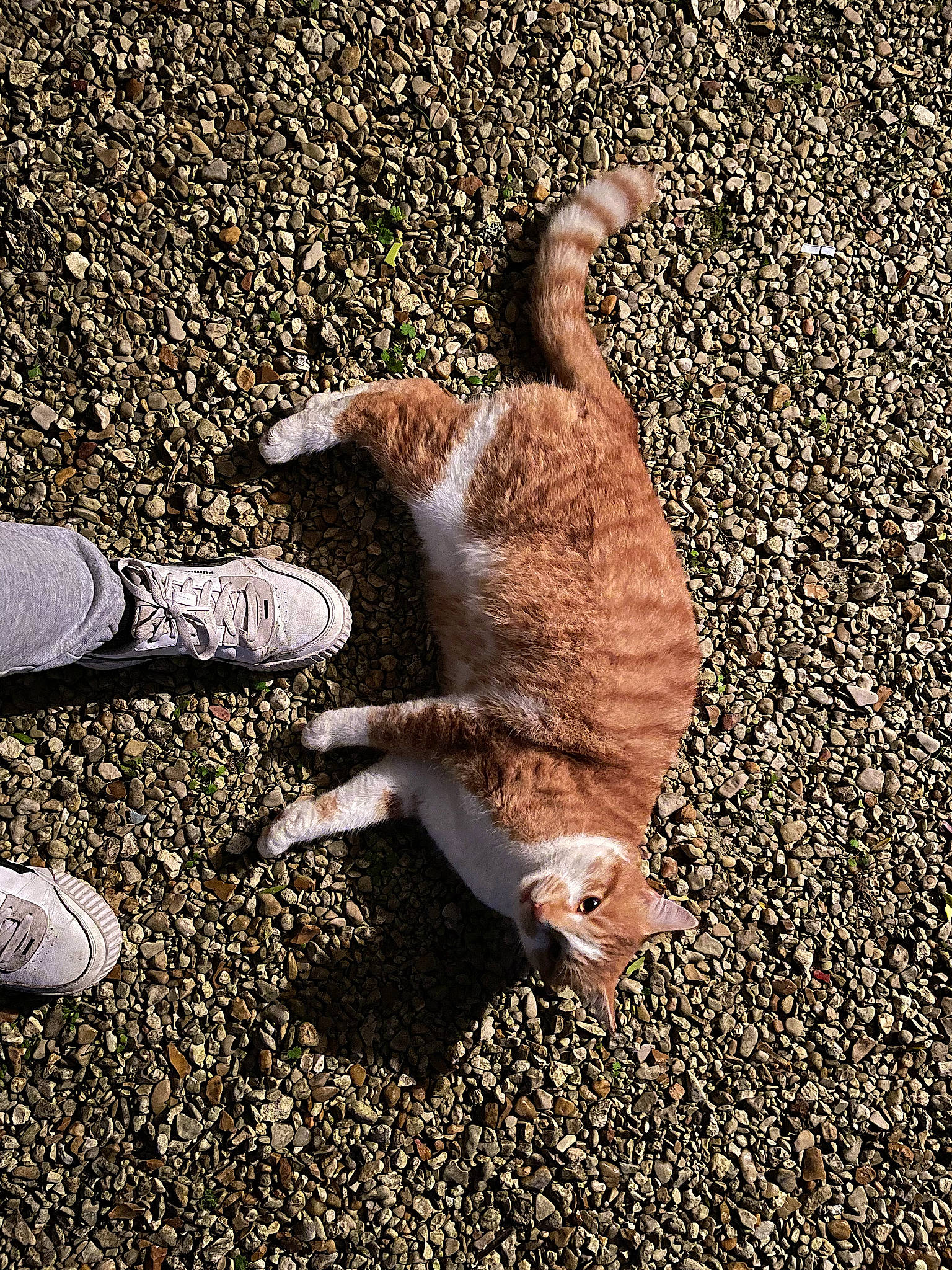 Tyr participe au concours pour gagner de l'argent avec cette photo : asphalt, carnivore, cat, claw, fawn, felidae, foot, fur, grass, human_leg, paw, road_surface, shadow, small_to_medium_sized_cats, soil, squirrel, tail, terrestrial_animal, walking_shoe, whiskers