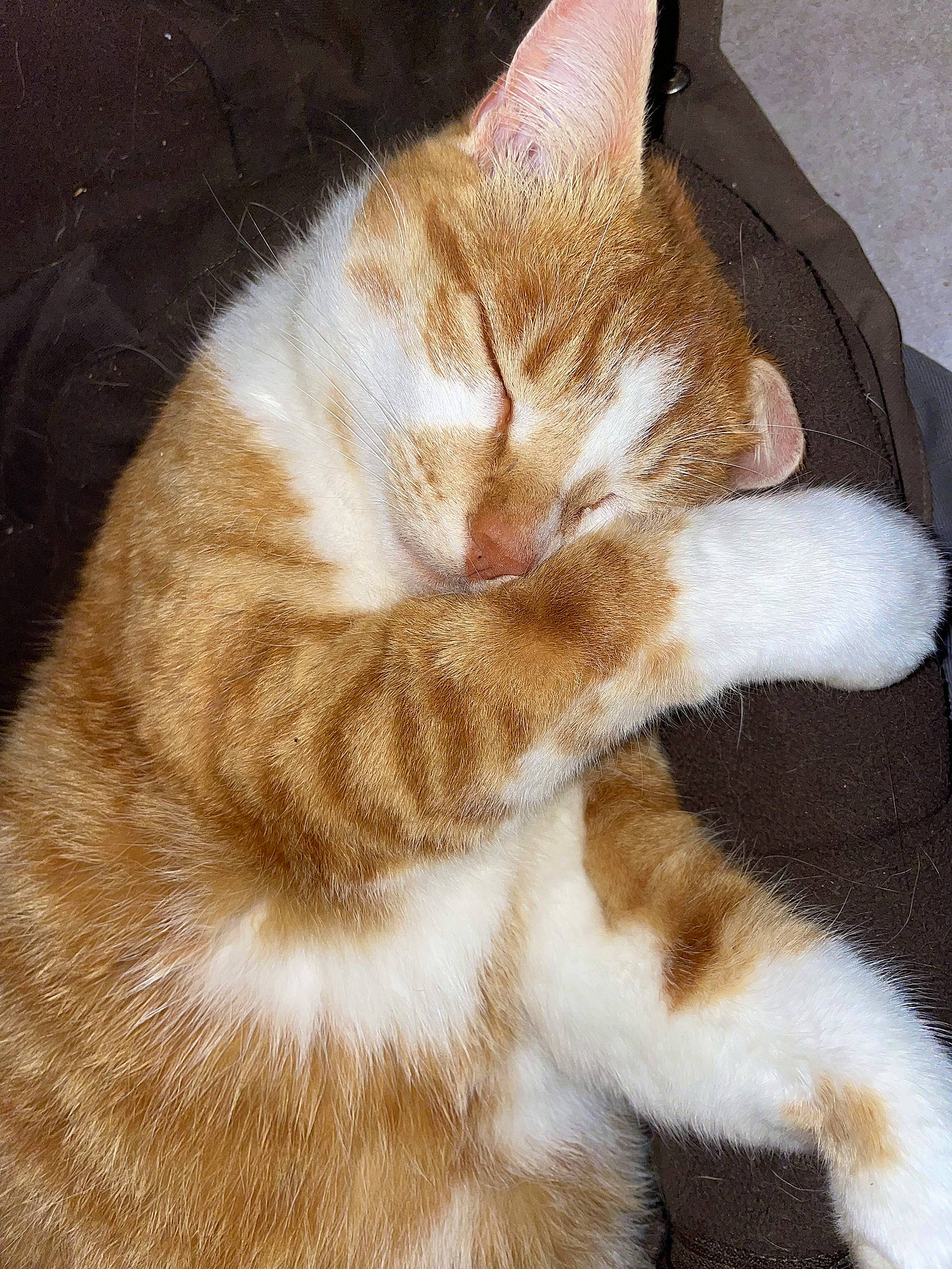 Tyr participe au concours pour gagner de l'argent avec cette photo : carnivore, cat, claw, comfort, domestic_short_haired_cat, fawn, felidae, foot, fur, paw, small_to_medium_sized_cats, tail, whiskers