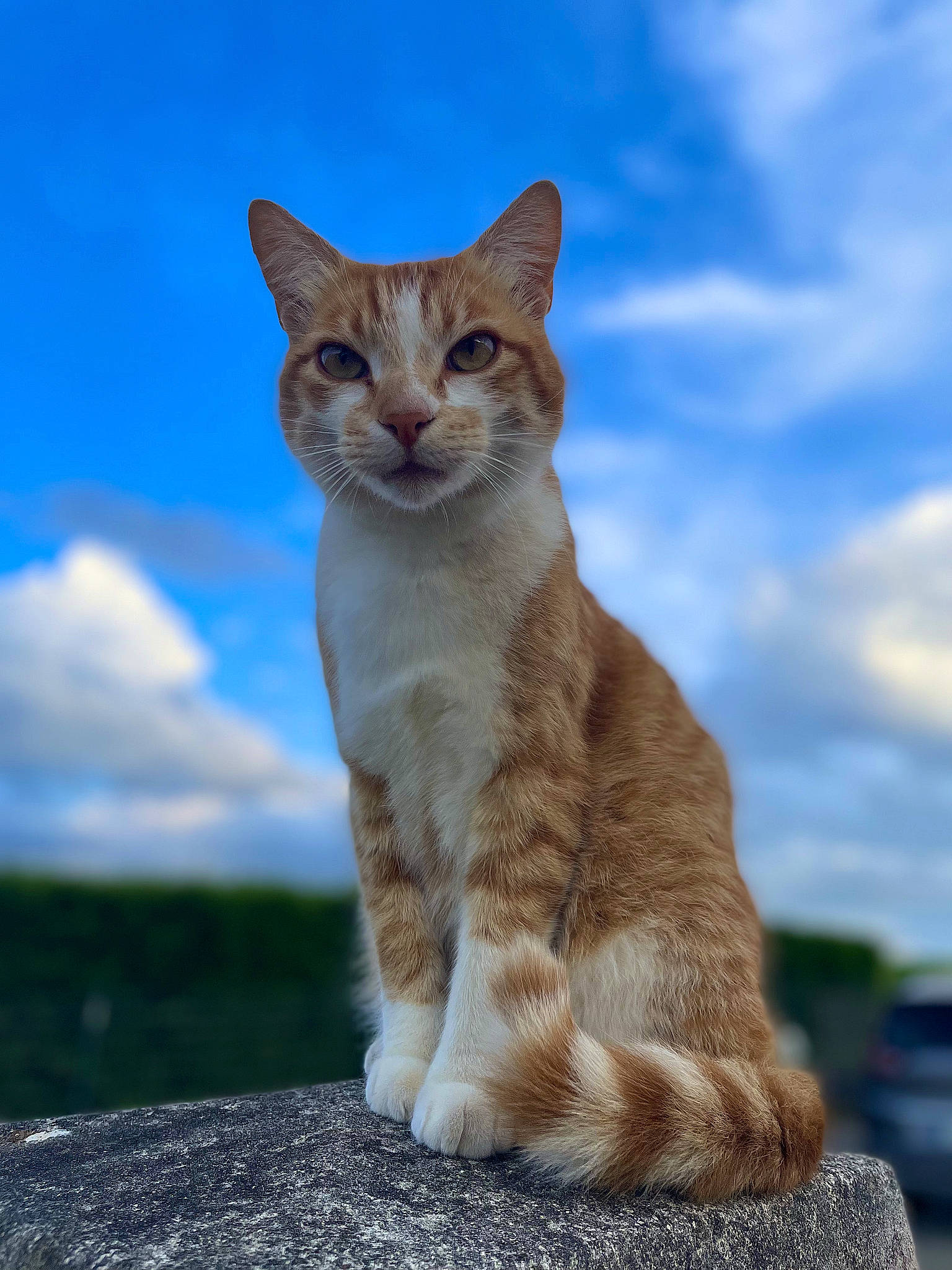 Tyr a rejoint le concours — aidez-le/la à gagner de superbes lots ! carnivore, cat, cloud, cumulus, domestic_short_haired_cat, fawn, felidae, fur, grass, paw, sky, small_to_medium_sized_cats, snout, tail, terrestrial_animal, tree, whiskers, wildlife, window