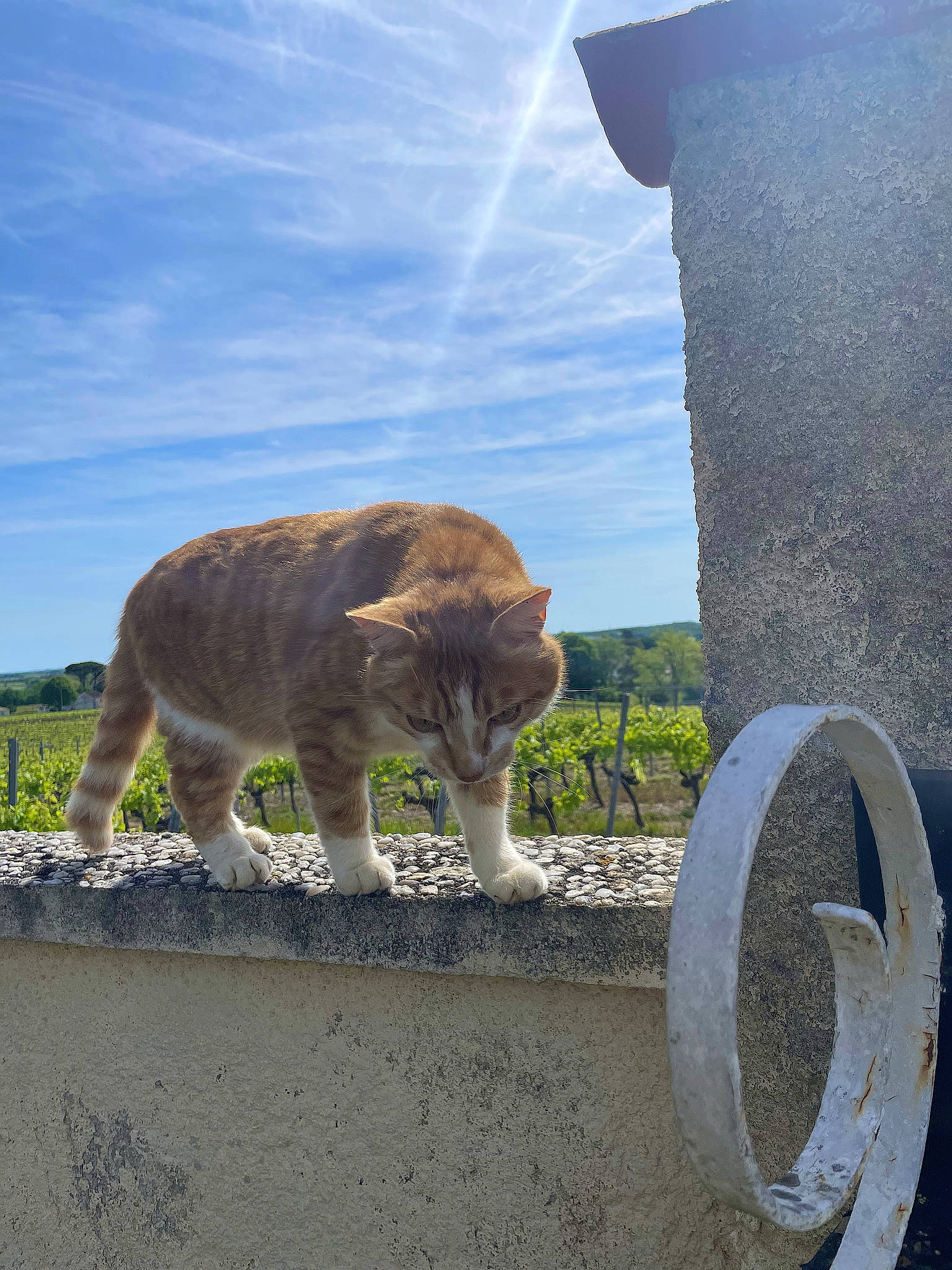 Tyr participe au concours pour gagner de l'argent avec cette photo : ancient_history, carnivore, cat, cloud, concrete, cumulus, domestic_short_haired_cat, fawn, felidae, fur, grass, plant, rock, sky, small_to_medium_sized_cats, snout, tail, terrestrial_animal, whiskers, wildlife