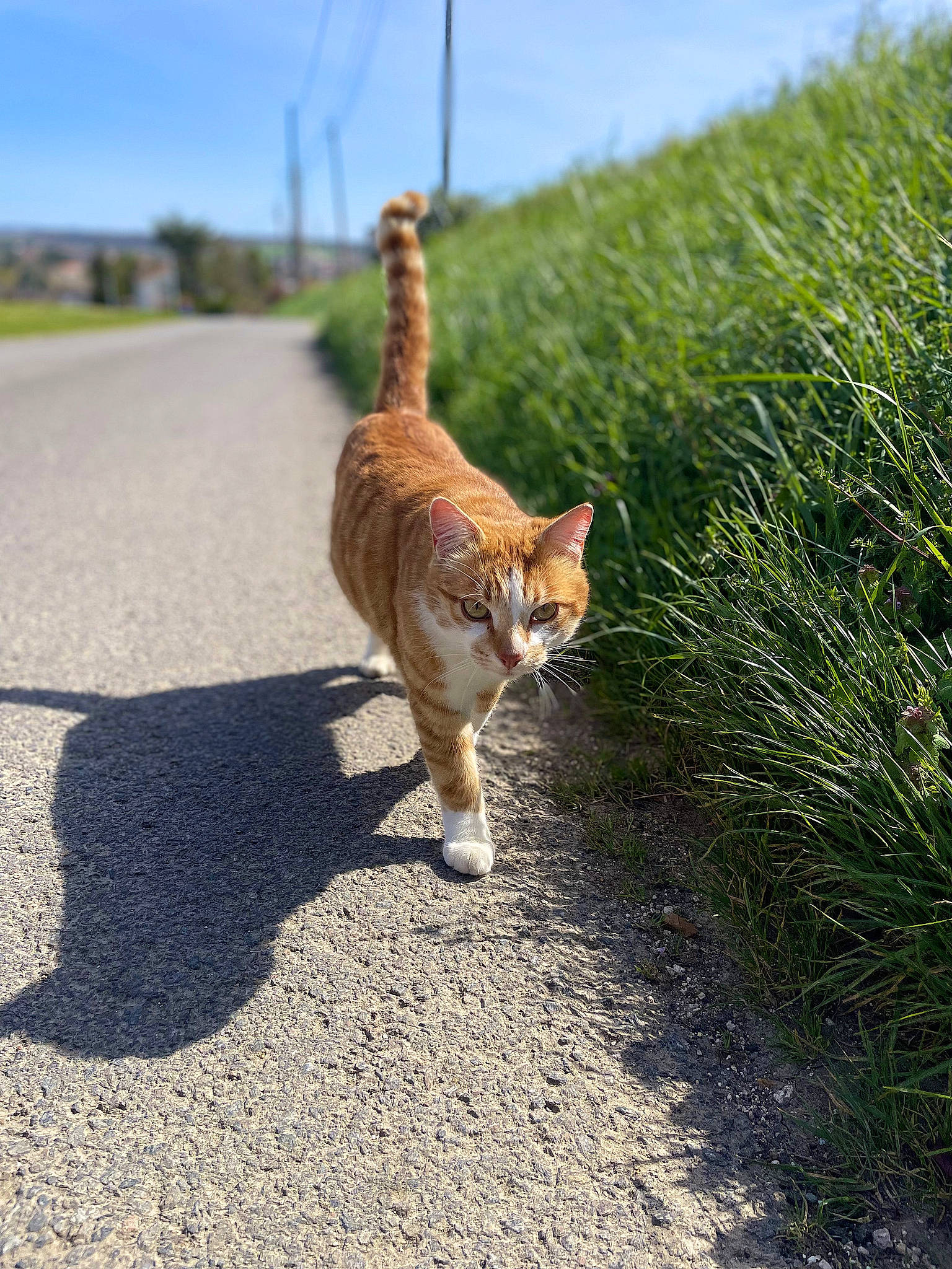 Tyr participe au concours pour gagner de l'argent avec cette photo : asphalt, carnivore, cat, domestic_short_haired_cat, fawn, felidae, fur, grass, landscape, plant, road, road_surface, sand, shadow, sky, small_to_medium_sized_cats, tail, terrestrial_animal, whiskers, wood