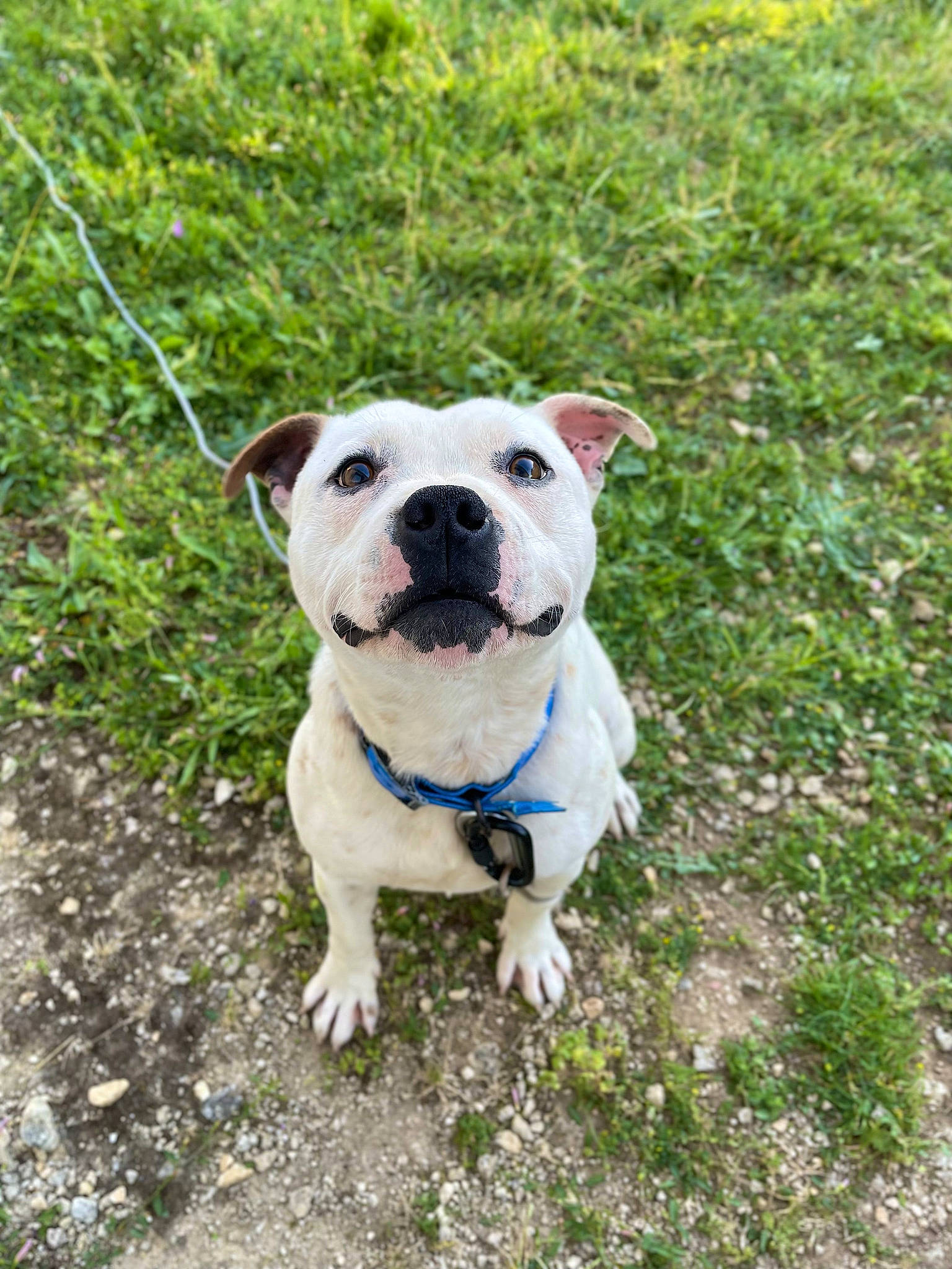 Seiko participe au concours pour gagner de l'argent avec cette photo : bulldog, canidae, carnivore, collar, companion_dog, dog, dog_breed, dog_collar, dog_supply, fashion_accessory, fawn, grass, leash, non_sporting_group, pet_supply, snout, sporting_group, terrestrial_animal, working_animal, wrinkle