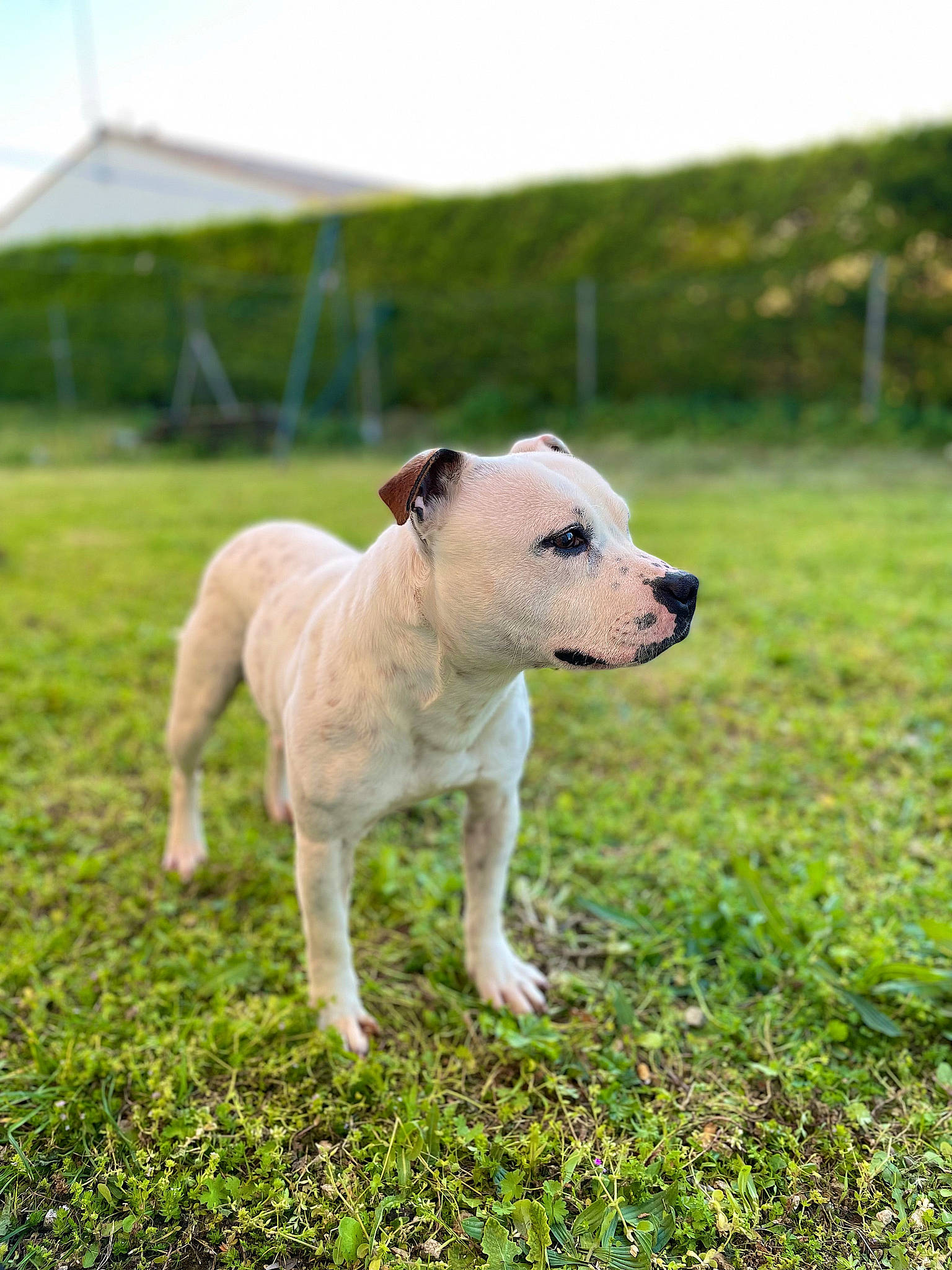 Seiko participe au concours pour gagner de l'argent avec cette photo : carnivore, collar, companion_dog, dog, dog_breed, dog_collar, fawn, field, grass, grassland, landscape, lawn, pasture, plant, sky, sports_toy, tail, terrestrial_animal, tree, working_animal