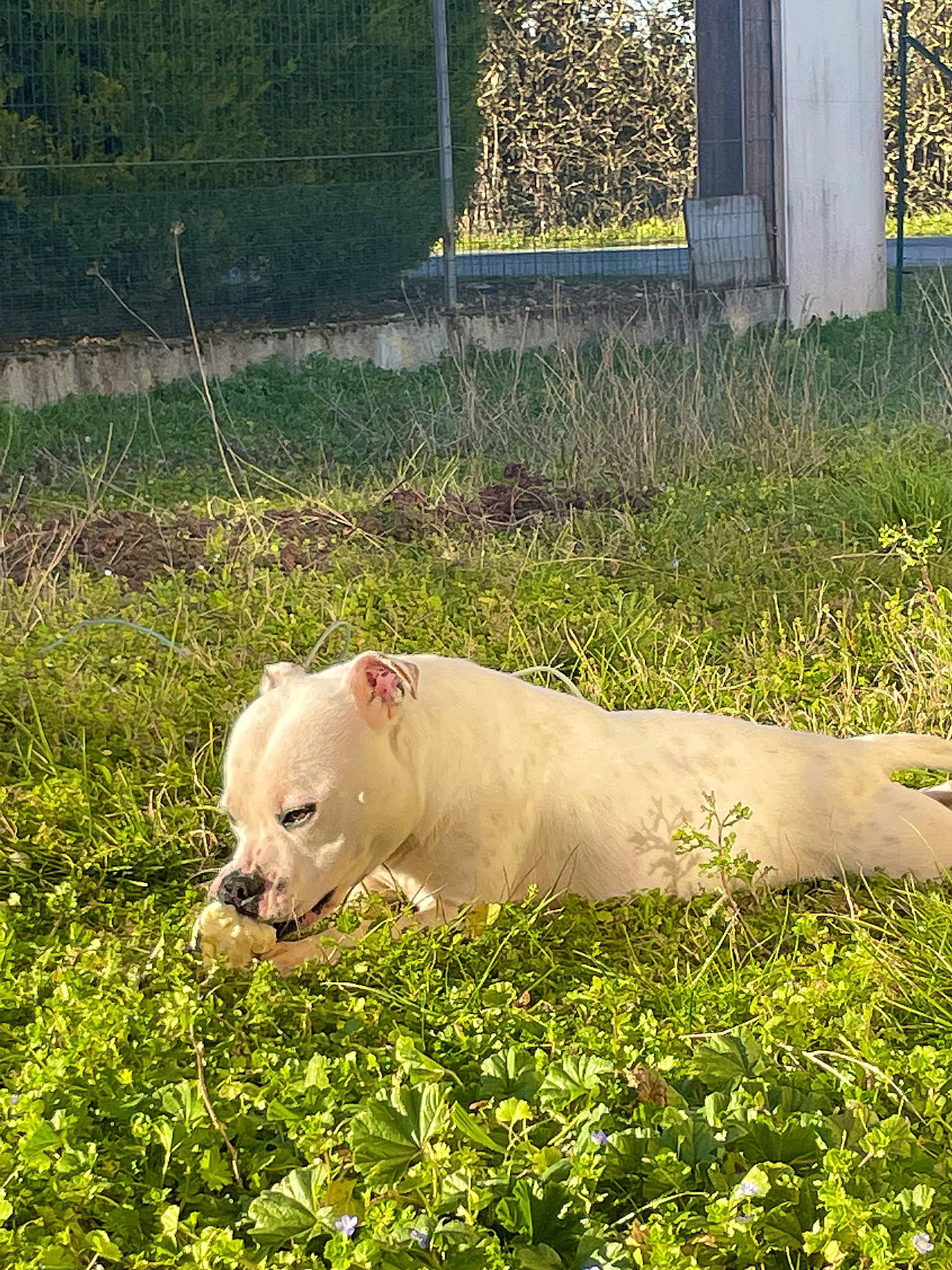 Seiko a rejoint le concours — aidez-le/la à gagner de superbes lots ! canidae, carnivore, companion_dog, dog, dog_breed, fawn, grass, grassland, livestock, non_sporting_group, pasture, plant, snout, sporting_group, tail, terrestrial_animal, tire, wheel, wildlife, working_animal