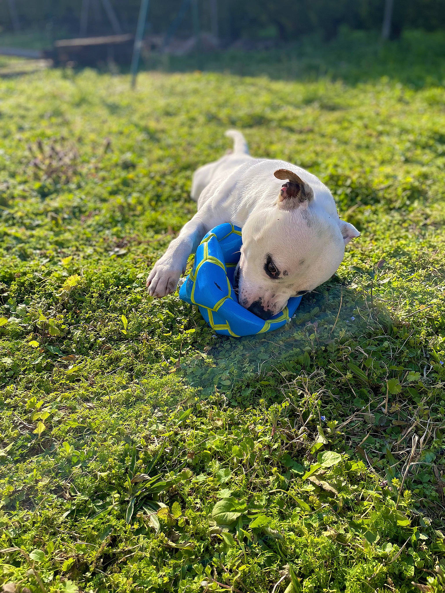 Seiko a rejoint le concours — aidez-le/la à gagner de superbes lots ! agriculture, companion_dog, dog_breed, electric_blue, field, grass, grass_family, grassland, groundcover, herbaceous_plant, lawn, meadow, natural_landscape, pasture, people_in_nature, plant, prairie, shrub, soil, working_animal