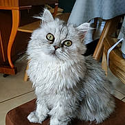 Lili participe au concours pour gagner de l'argent avec cette photo : cat, fluffy, gray, white, green_eyes, pet, indoor, furniture, cushion, curious, sitting, head_tilt, cute, animal, domestic_cat, whiskers, floor, cozy, wooden_chair, table